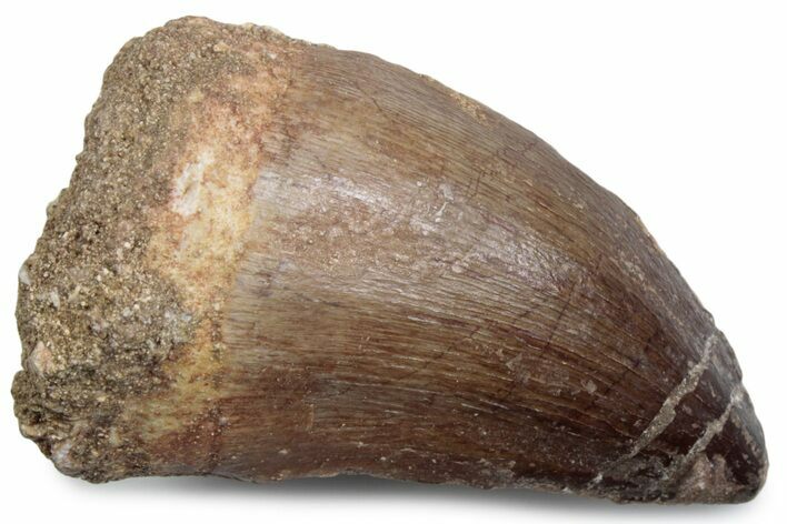 Fossil Mosasaur (Thalassotitan) Tooth - Morocco #384047